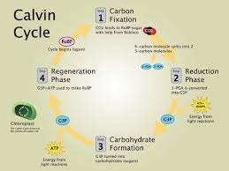 Ltd @cn.cookie settings in safari web and ios the cookies we set email newsletters related cookies this site offers newsletter or email subscription services and cookies may be used to remember. Ap Bio Photosynthesis Flashcards Quizlet