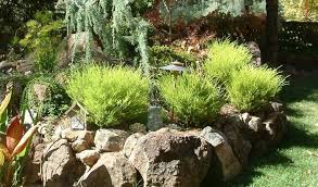 May 12, 2021 · marienthal's team installed plants like star jasmine to hide the utilities, coleonema pulchellum 'sunset gold', anemone 'honorine jobert', and australian violet. Plants By Botanical Name