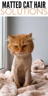 A clean cat is a happy cat, and we're here to help! 5 Solutions For Tackling Matted Cat Hair At Home Remedies
