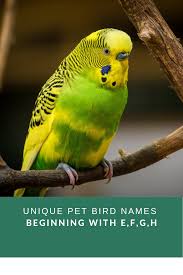 Name Birds That Start With F Need The Perfect Bird Name Unique Animals Pet Bird Bird