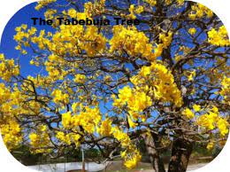 Check spelling or type a new query. A Yellow Flowering Tree The Tabebuia Dr Edwin A Menninger The Man Who Brought It To Stuart Florida Owlcation