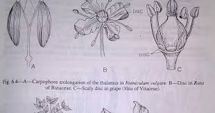 Flower Is A Modified Shoot That The Flower Is A Modified Shoot Or A Branch In The Very Beginning Can Be Revealed By Leaf Nature Flowers Hibiscus Rosa Sinensis