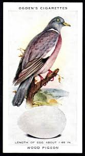 Birds And Their Eggs Pictures Pin On Vintage Birds