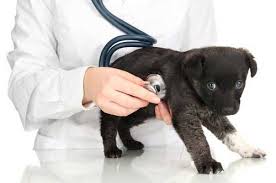 From the time called until 6:30 pm. Veterinary Services In Wichita Ks Northrock Hospital For Animals