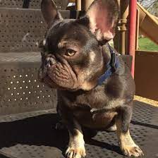 French Bulldog Rare Colors Merle And Rare Colored French Bulldogs Bulldog French Bulldog Dog Coats