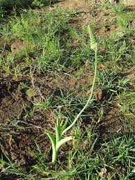 Image result for Albuca virens