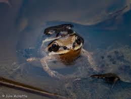 Frog Porn | Backcountry Gallery Photography Forums