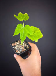 Image result for Cissus petiolata