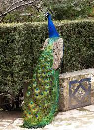 kus cizimleri tavus kusu hayvanlar