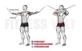 Cable Arm Curls Store Www Spora Ws