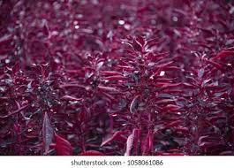 Image result for Iresine lindenii