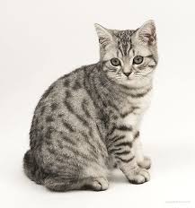 Pin By Lucas Cats On British Shorthair American Shorthair Cat Cats British Shorthair