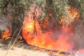 Ένα τεράστιο μέτωπο φωτιάς έρχεται από τη βόρεια πλευρά με φλόγες που ξεπερνούν και τα 20 μέτρα μέσα σε πευκόφυτη περιοχή σε αρκετά σημεία. Ko Sxb3b339fdm