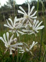 Image result for Lintonia nutans