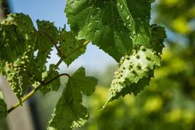 Image result for Colomerus vitis