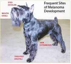 Pin On Dog Stuff Whole Dog Journal