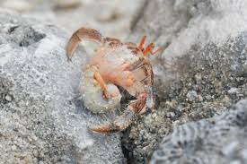 Image result for Crabbea nana
