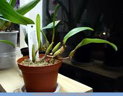 Image result for Bulbophyllum unifoliatum