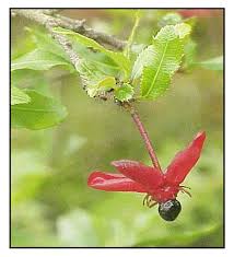 Image result for Ochna pretoriensis