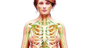 Das lymphsystem des menschen das lymphsystem des menschen, auch lymphatisches system genannt, ist neben dem blutkreislauf eines der wichtigsten transportsysteme im menschlichen körper und. Lymphsystem So Bringen Sie Ihre Lymphe In Fluss Mdr De