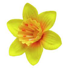 Daffodil Pin Daffodils Image Flowers
