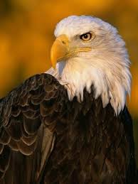 Pin Von Salih Auf Aguilas Weisskopfadler Tierbilder Weisskopfseeadler