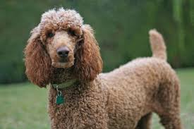 Miniature poodle, standard poodle, poodle art, brown poodle, mini poodle, poodle dad, poodle jokes, poodle owner, black poodle, white poodle, cockerpoo, poodle lover, poodle dog. Brown Standard Poodle Jpg 638x0 Q80 Crop Smart My Pet World