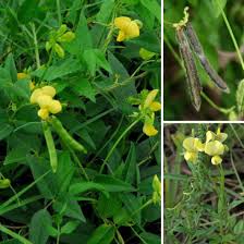 Image result for Vigna luteola