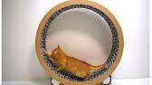 This cat exercise wheel is perfect for any cats but especially for bengals! Cats Running Wheel From Cardboard Cat Exercise Wheel Game Trainer For Cats Youtube
