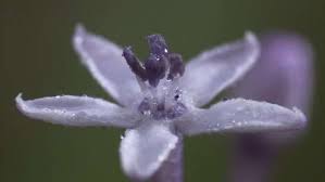 Image result for Pentanisia prunelloides