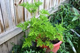 Marigold the marigold contains pyrethrin, another ingredient found in commercial repellents. 6 Mosquito Repellent Plants To Keep Pests Away Angi Angie S List