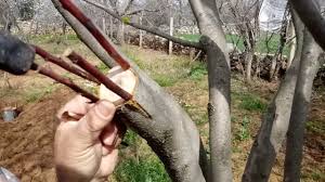 Kalem Badem Agaci Asisi Nasil Yapilir How To Make Almond Vaccine Kak Sdelat Mindalnuyu Vakcinu Youtube