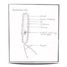 Maybe you would like to learn more about one of these? Pin On Ib Biology Hl