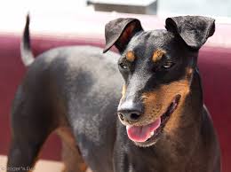 You can cancel your email alerts at any time. Manchester Terrier A Complete Guide To A True Terrier Animal Corner