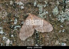 Image result for Operophtera fagata