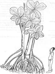 Image result for Uapaca guineensis