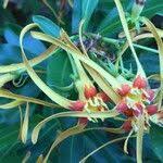 Image result for Strophanthus speciosus