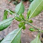 Image result for Colletoecema tortistilum