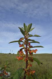 Image result for Impatiens gomphophylla