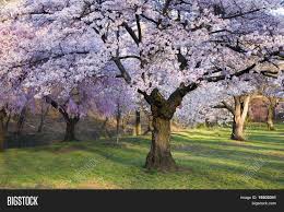 Where can cherry blossoms be found naturally? Cherry Blossom Forest Image Photo Free Trial Bigstock