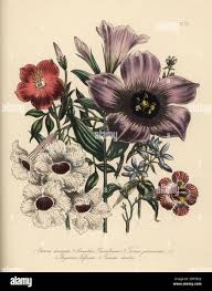 Image result for Chironia