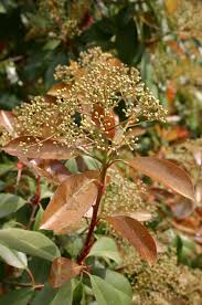Image result for Photinia serrulata