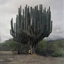 As a test prep instructor in cambridge, massachusetts, he brings in $100,000 a year tutoring everyone has their own lifestyle preferences. how much you choose to spend on rent depends on many factors, and there's not a. Cactus Cactus Plants Cactus Garden