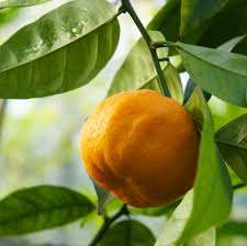 8 synonyms for bitter orange: Orange Bigarade Essential Oil Shining Sun Aromatherapy