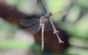 Image result for Xyris natalensis