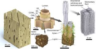 These parts are the cell membrane which can be compared to a condom due to the fact that is a very thin protective layer that lets certain substances to pass through. Measurement Of Moisture Dependent Ion Diffusion Constants In Wood Cell Wall Layers Using Time Lapse Micro X Ray Fluorescence Microscopy Scientific Reports