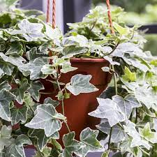 What is the best fertilizer for english ivy? English Ivy Care Plant How To Grow Maintain English Ivies Apartment Therapy