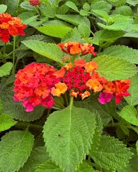 Image result for Lantana rugosa
