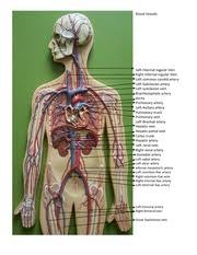 Navigate to the cardiovascular system area in the following pal 3.0 module: Blood Vessels Labelled Image Blood Vessels Left Internal Jugular Vein Right Internal Jugular Vein Left Common Carotid Artery Left Subclavian Artery Course Hero