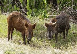 Questa scheda risulta collegata a azienda faunistico venatoria vittuone con sede in via col di lana, nel comune di corbetta in provincia di milano (mi). Caccia Al Cinghiale Si Comincia Da Oggi Prima Novara